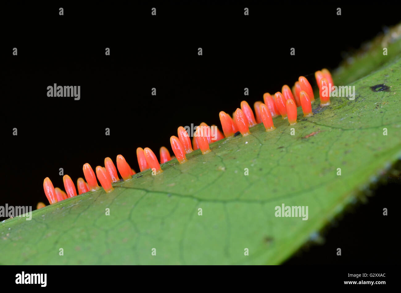 Macro image of Leaf Beetle Eggs Stock Photo