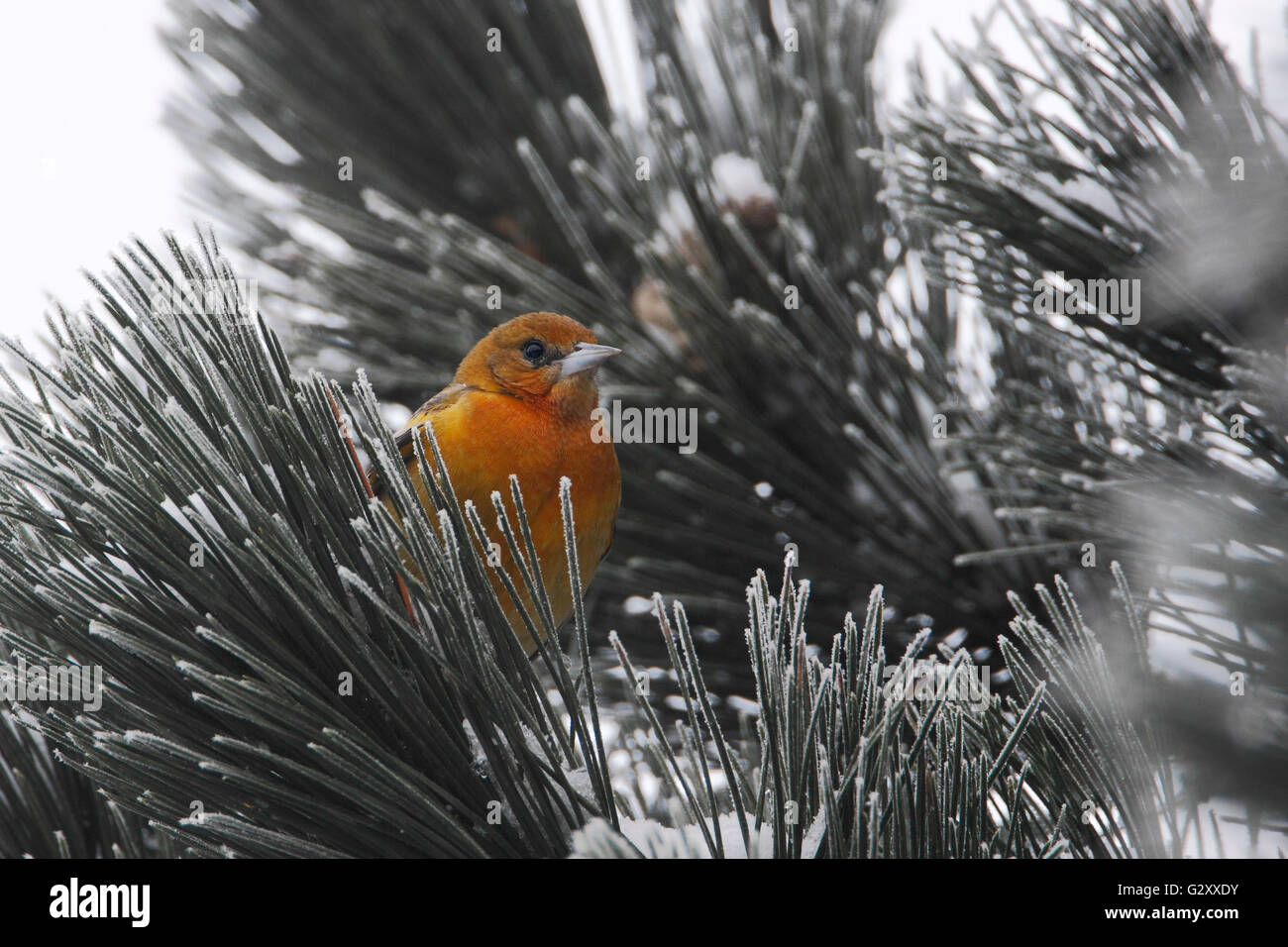 Baltimore oriole (Icterus galbula) in winter weather, the Netherlands