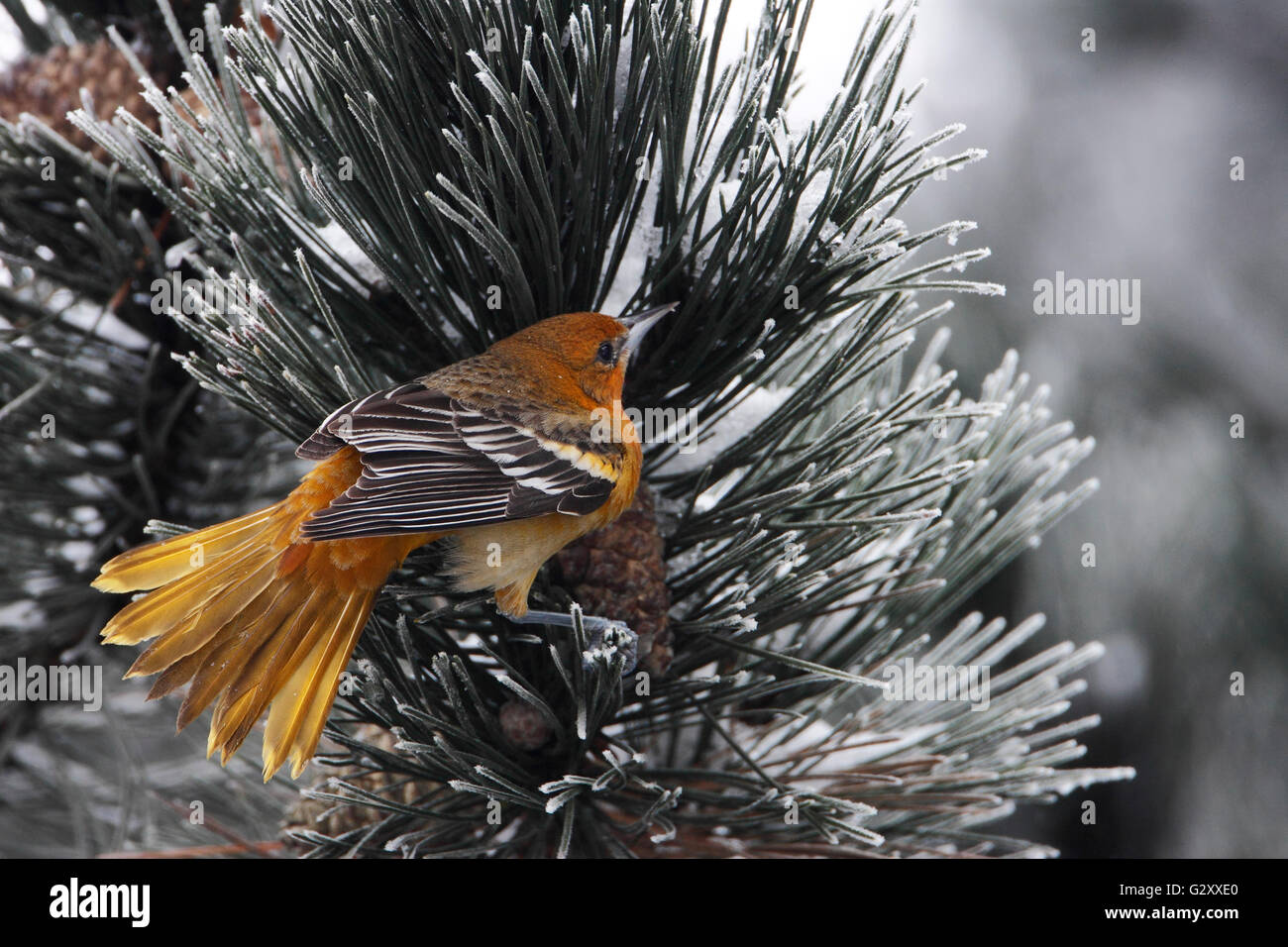 Young baltimore oriole hires stock photography and images Alamy