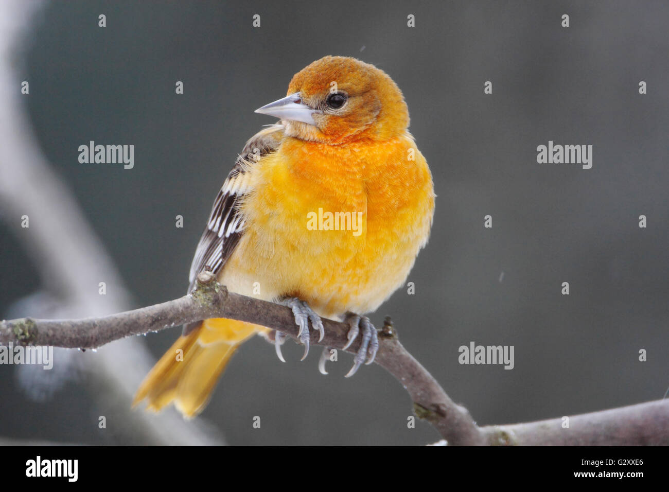 Baltimore oriole (Icterus galbula) in winter weather, the Netherlands