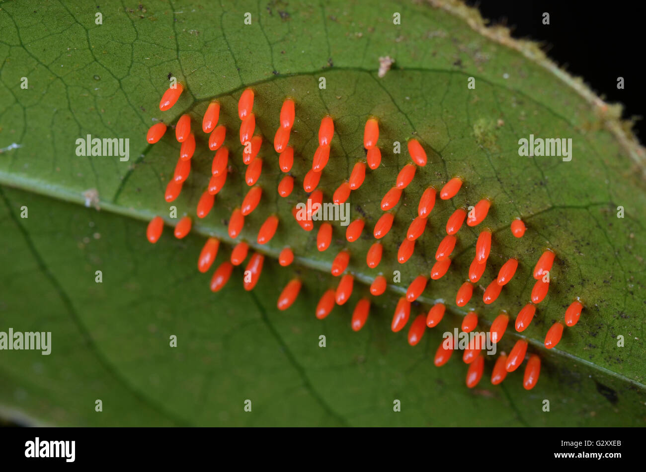 Macro image of Leaf Beetle Eggs Stock Photo