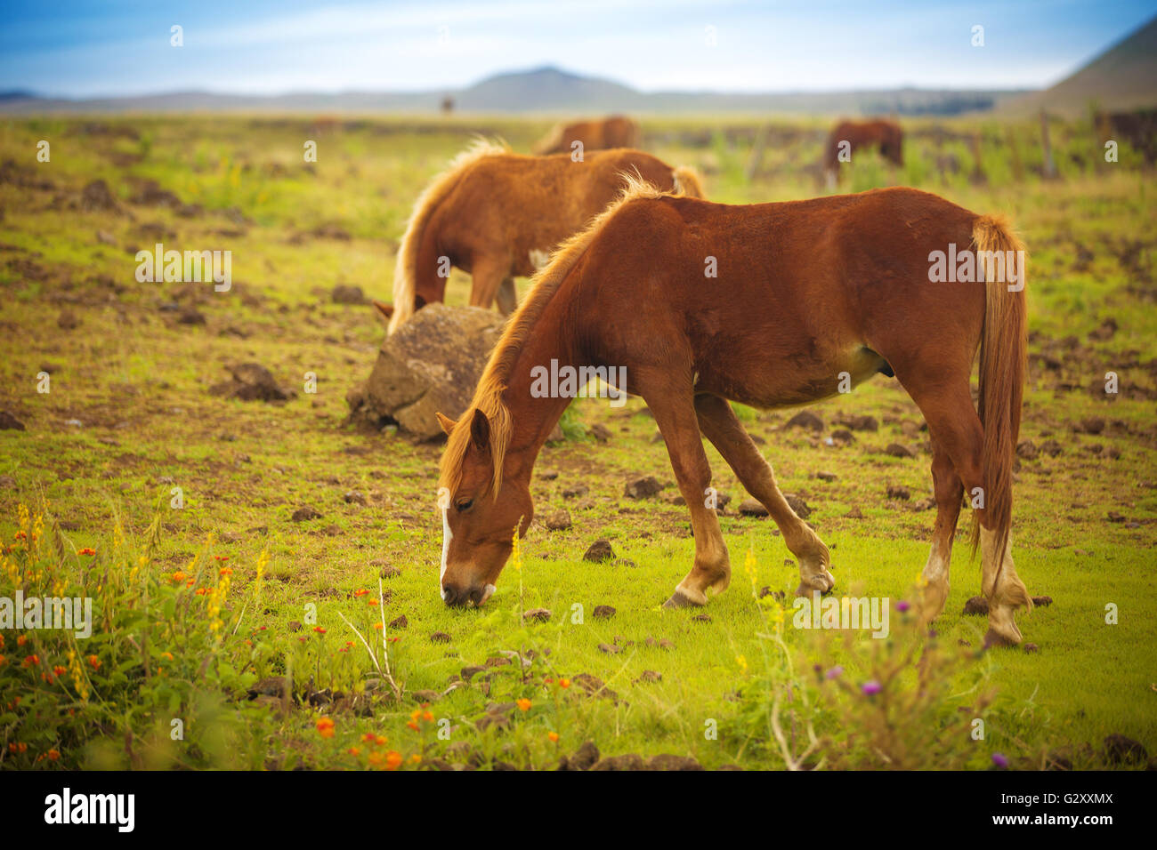 Herd of Horses in the plain Stock Photo