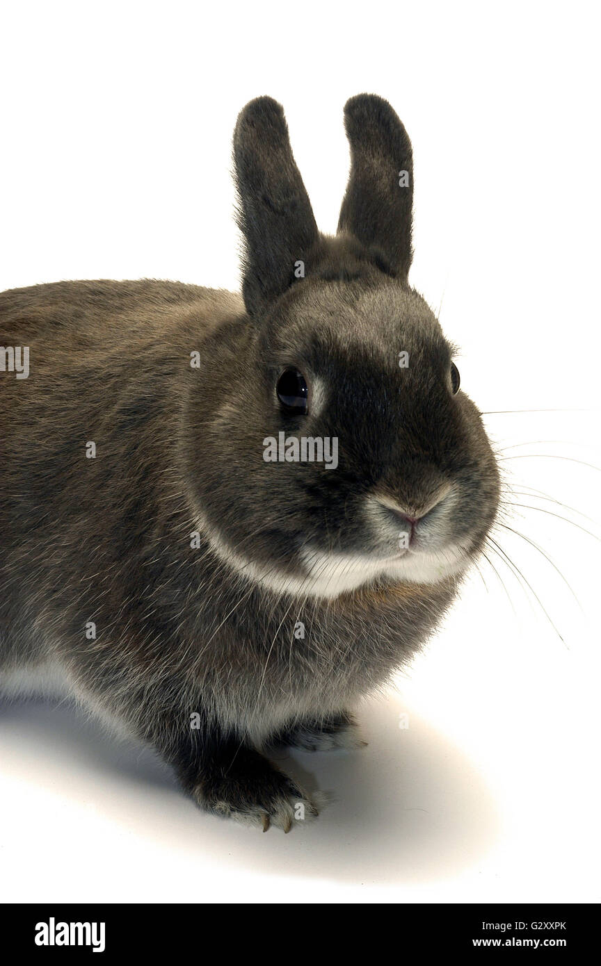 Portrait of a dwarf rabbit photographed in the studio on white ...