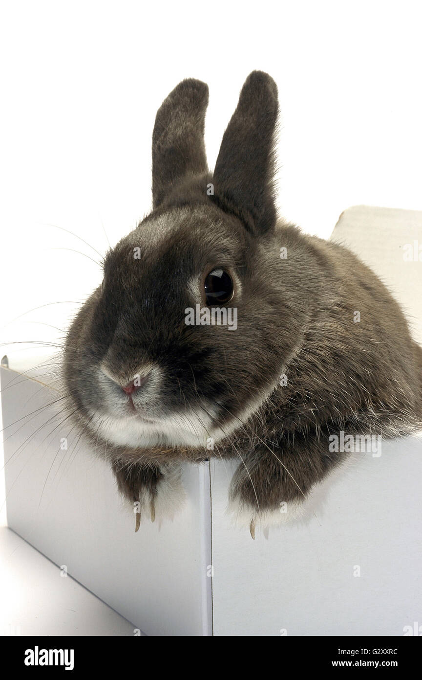 Portrait of a dwarf rabbit in a box that can illustrate the preparation ...