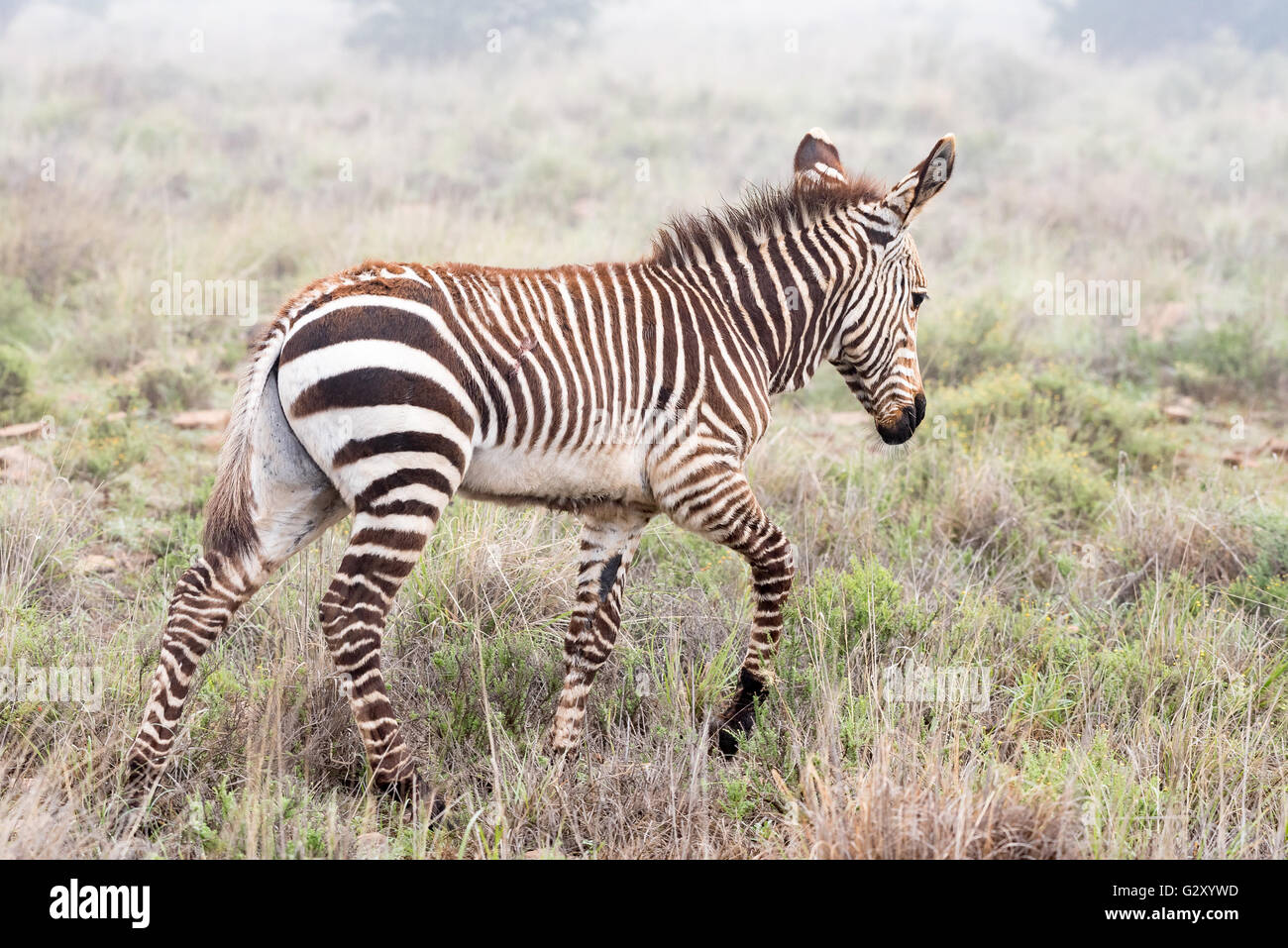 A mountain zebra foal, Equus zebra zebra, walking in misty conditions near Cradock in South Africa Stock Photo