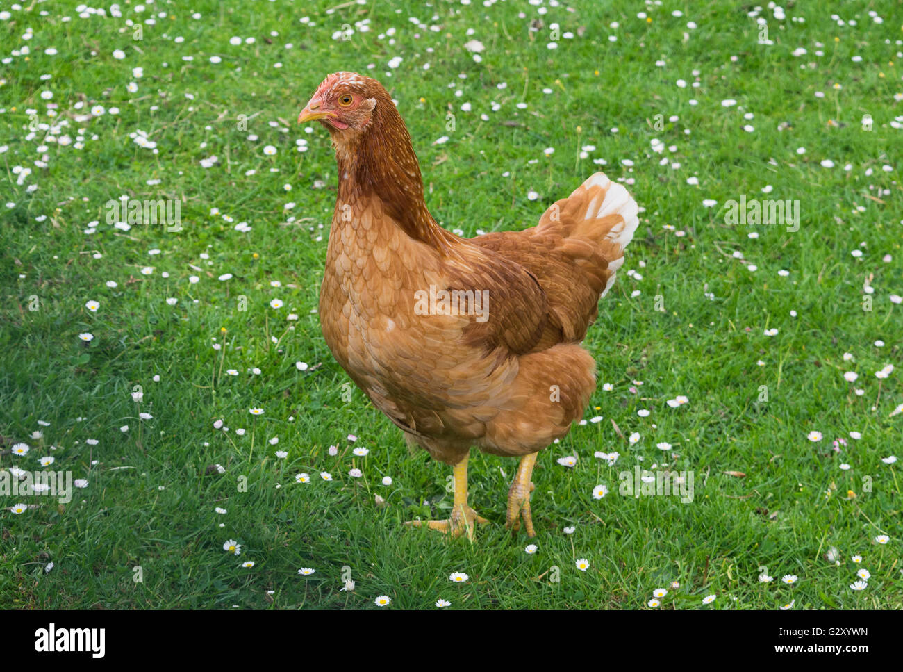 Single brown hen on green meadow pasture daisy looking Stock Photo