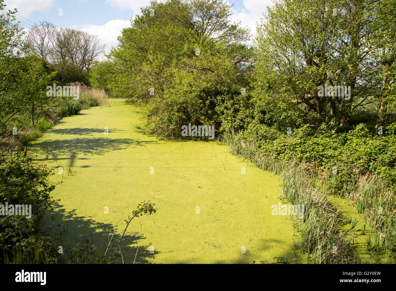 Green pond weed algae growing on stream surface, River Tang, Boyton, Suffolk, England, UK Stock Photo