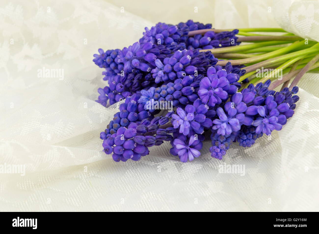 Hyacinth flowers bouquet on a soft silk textile Stock Photo