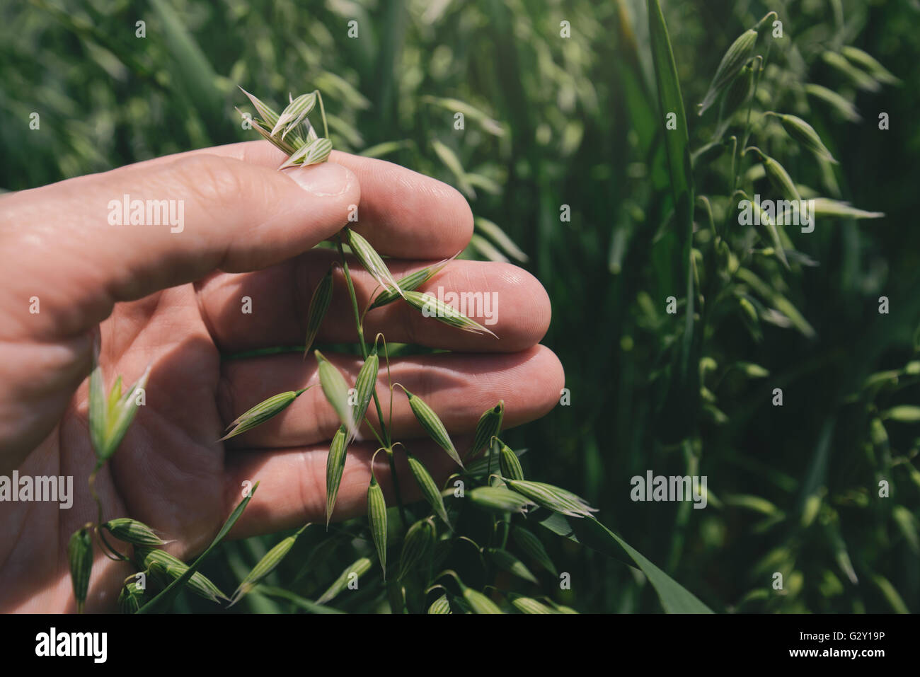 Farmer examining oat crops in field, close up of hand holding green plant Stock Photo