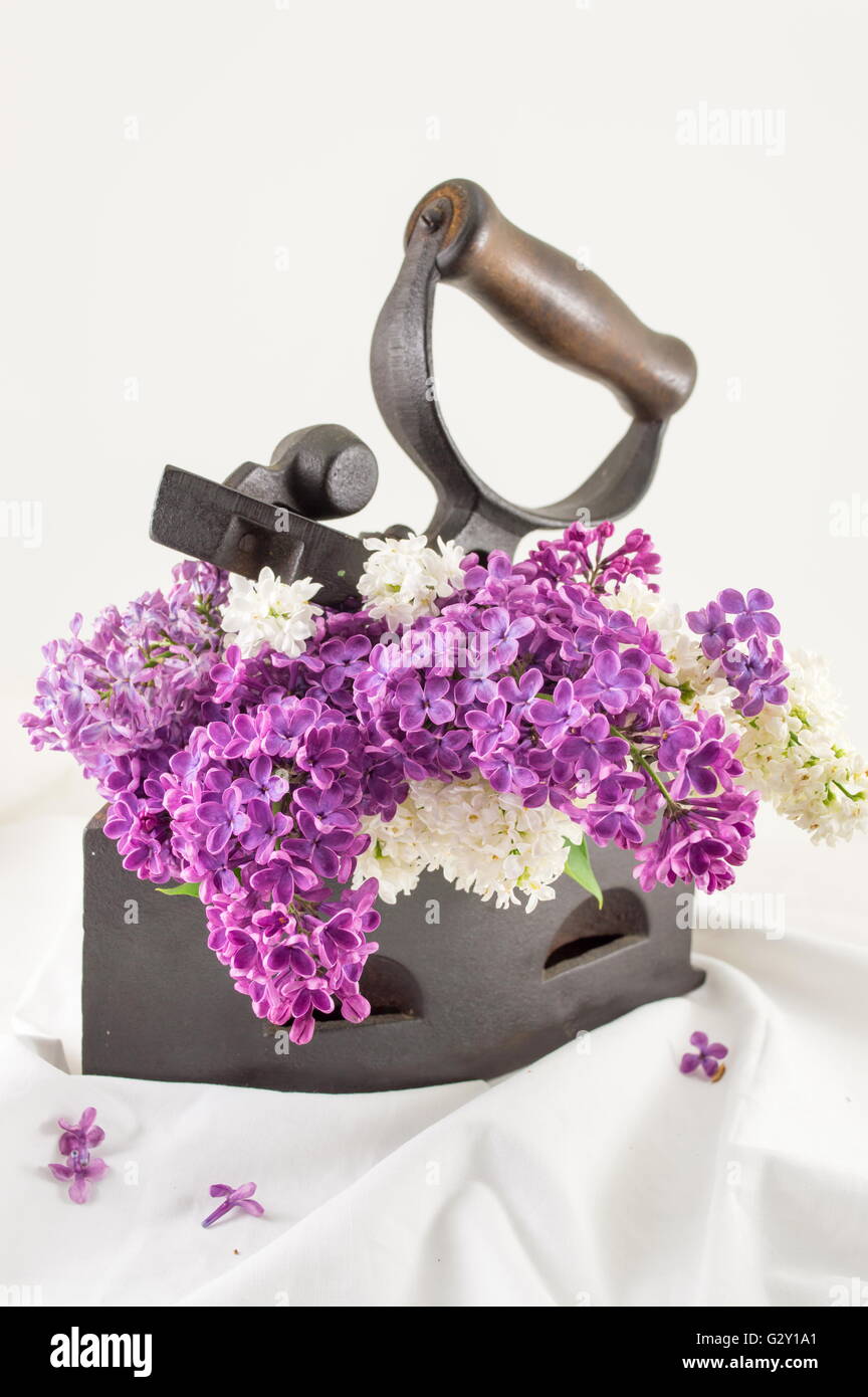 Purple lilac flowers in a vintage iron against white textile background Stock Photo
