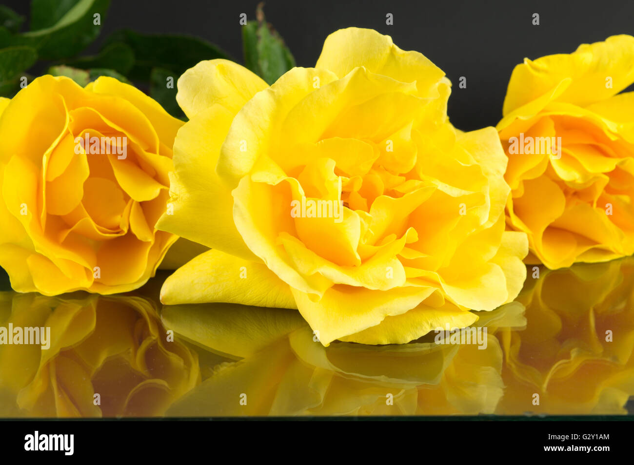 Yellow roses in full blossom placed on a mirror table Stock Photo