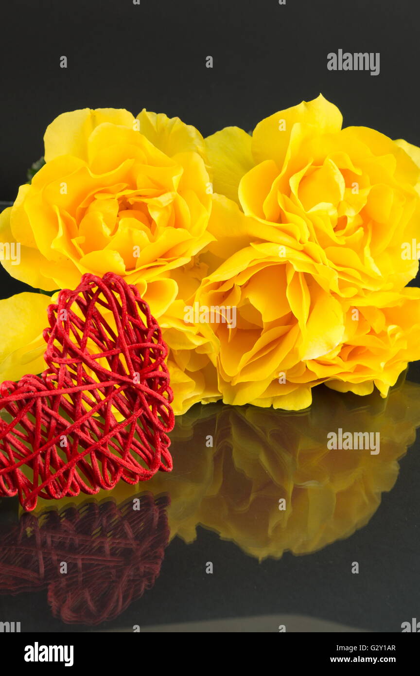 Yellow roses black background black background hi-res stock photography ...