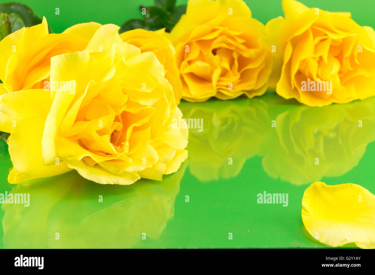 Yellow roses in full blossom placed on a mirror table Stock Photo - Alamy