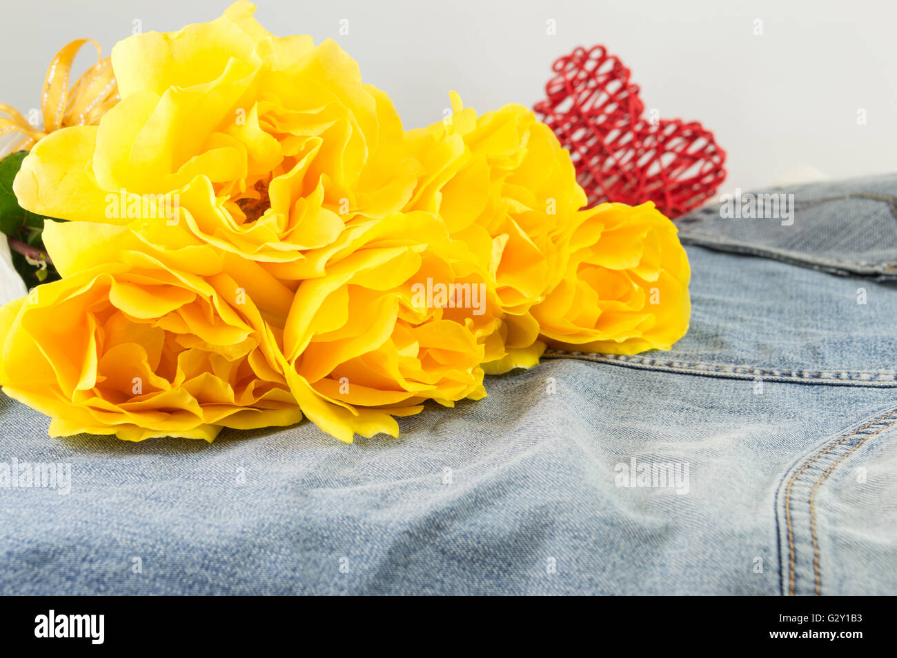 Yellow roses in full blossom placed on denim jeans Stock Photo