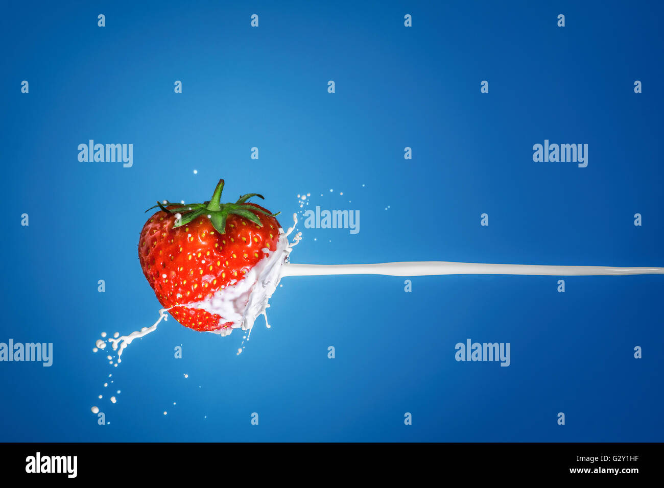 Milk splash with strawberries isolated on a blue background. Stock Photo
