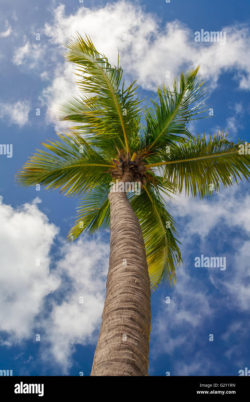 Palm tree in Background of the blue sky Stock Photo - Alamy