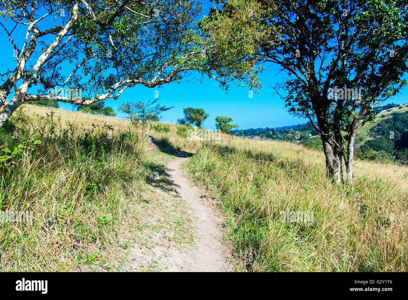 Empty hiking trail path through winter grassland and two trees in ...