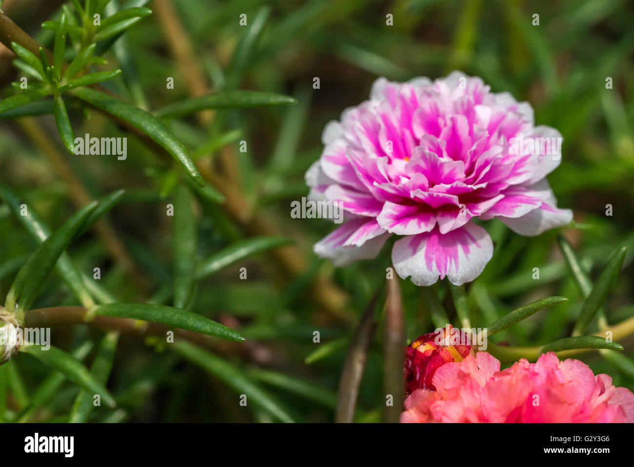 Blooming Peony Pink Flowers With Blurred Background Stock Photo - Alamy