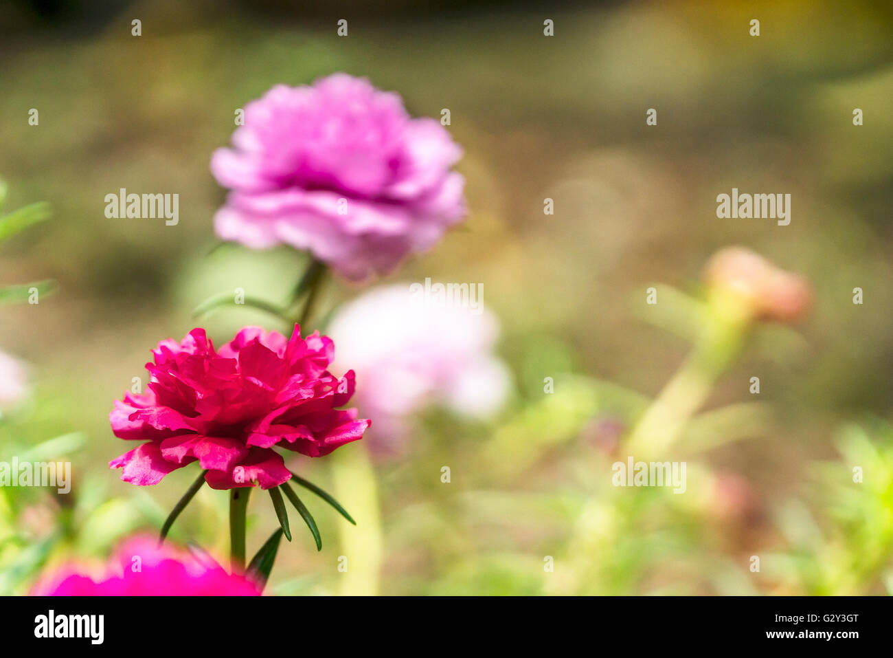 Blooming Peony Pink Flowers With Blurred Background Stock Photo - Alamy