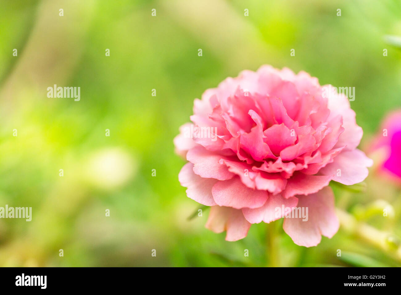 Blooming Peony Pink Flowers With Blurred Background Stock Photo - Alamy