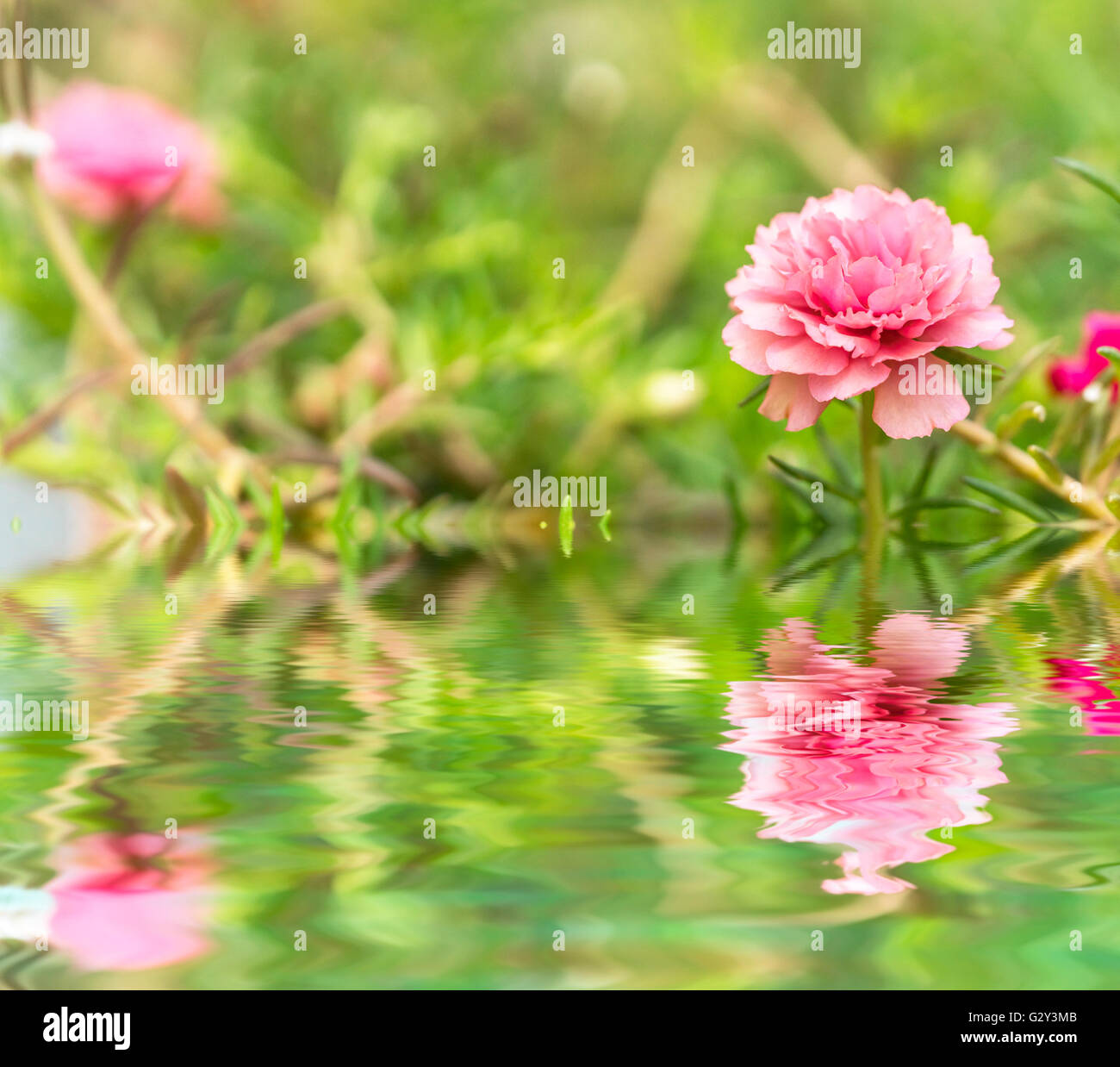Blooming Peony Pink Flowers With Blurred Background Stock Photo - Alamy