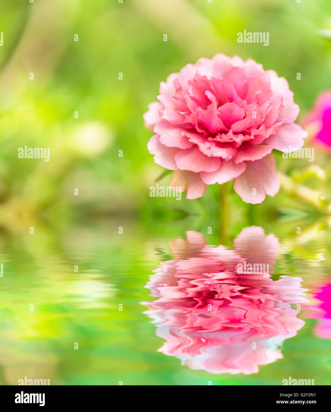 Blooming Peony Pink Flowers With Blurred Background Stock Photo - Alamy