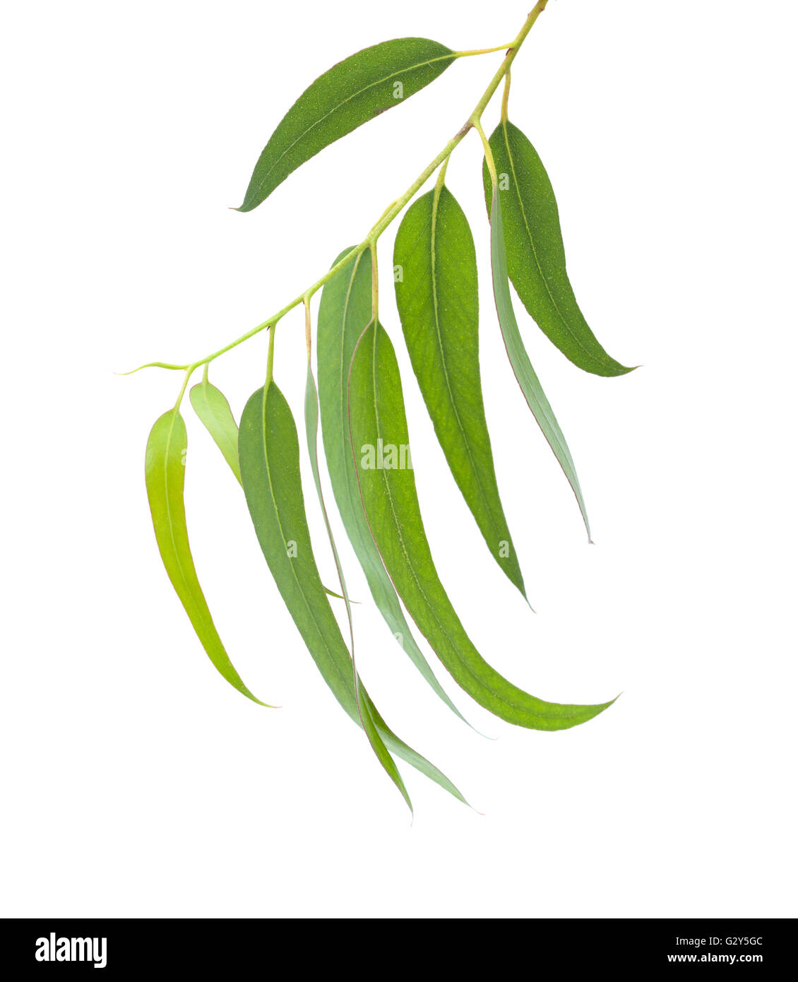 fresh eucalyptus leaves isolated on white background Stock Photo Alamy