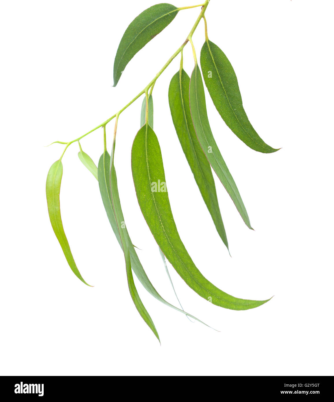 Fast growing eucalyptus hires stock photography and images Alamy