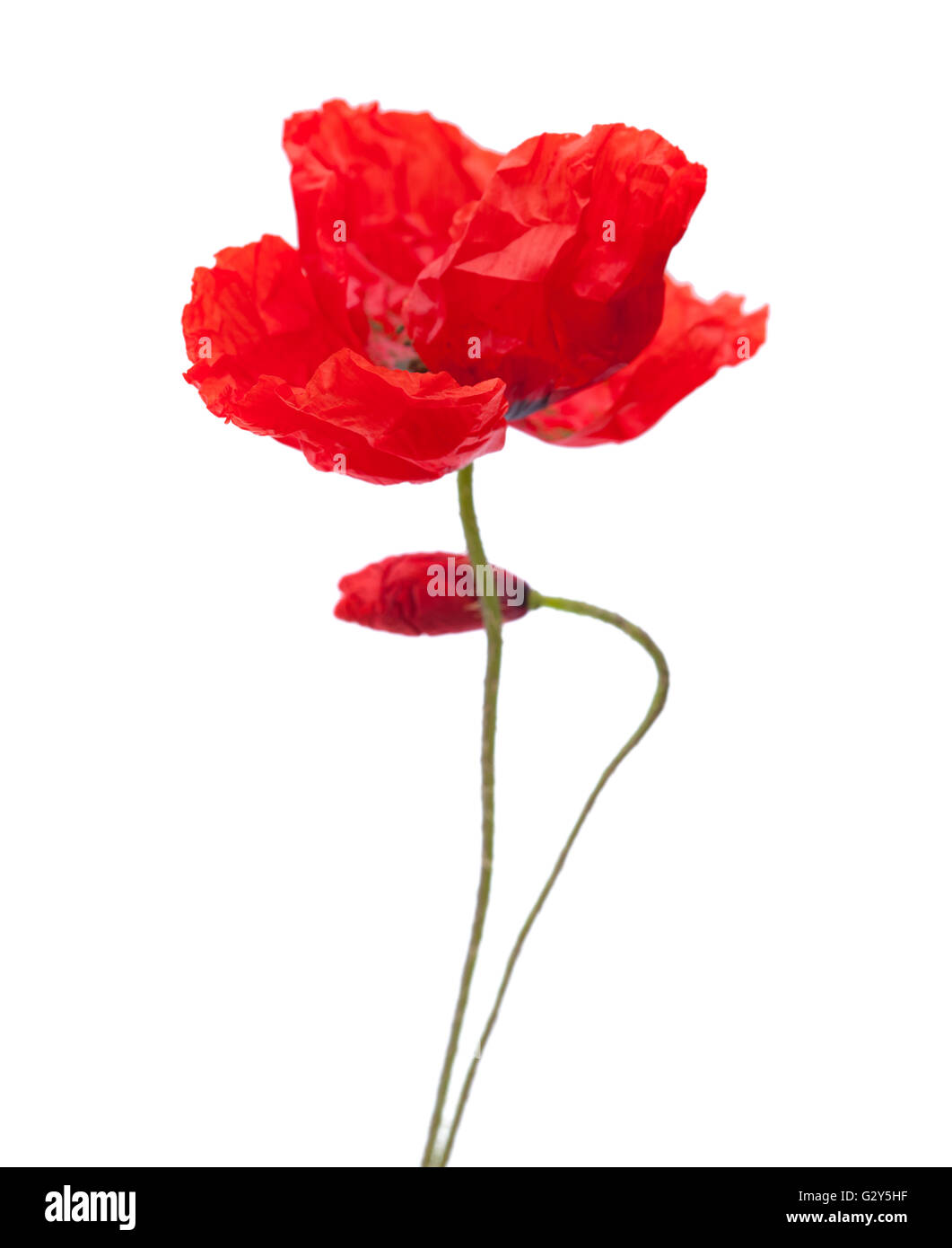 red poppy flowers isolated on white background Stock Photo - Alamy