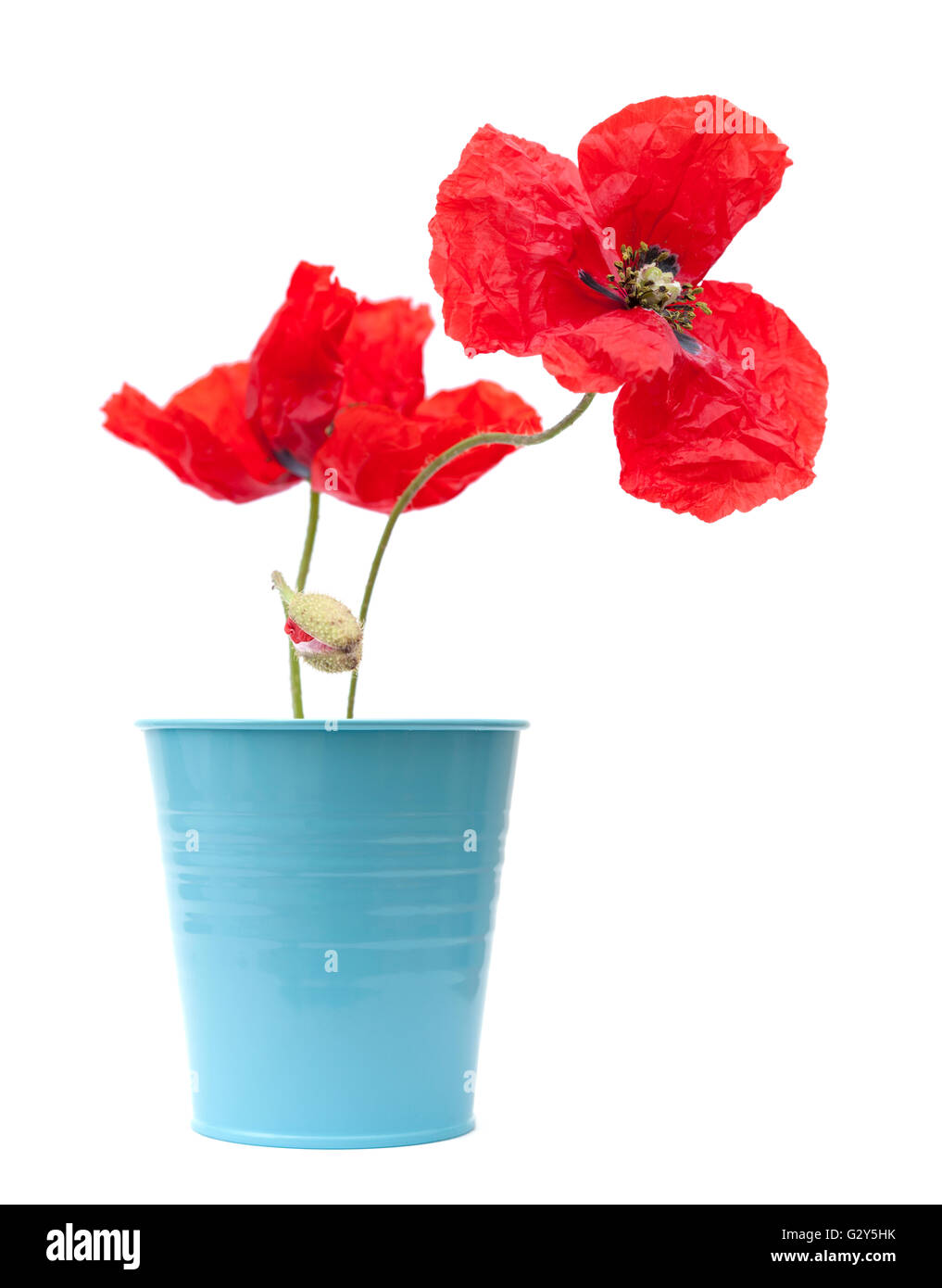 red poppy flowers isolated on white background Stock Photo - Alamy