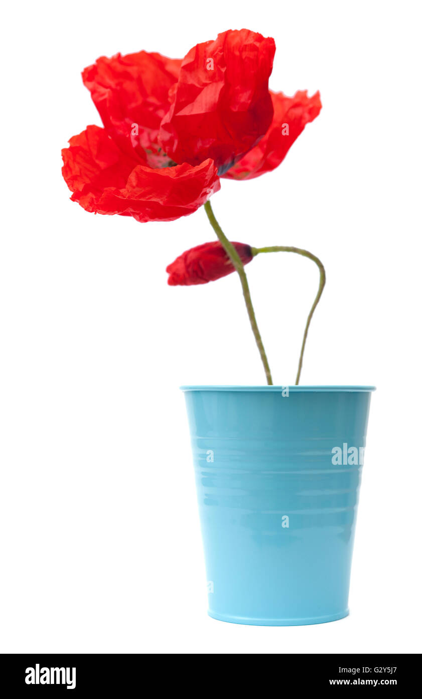 red poppy flowers isolated on white background Stock Photo - Alamy