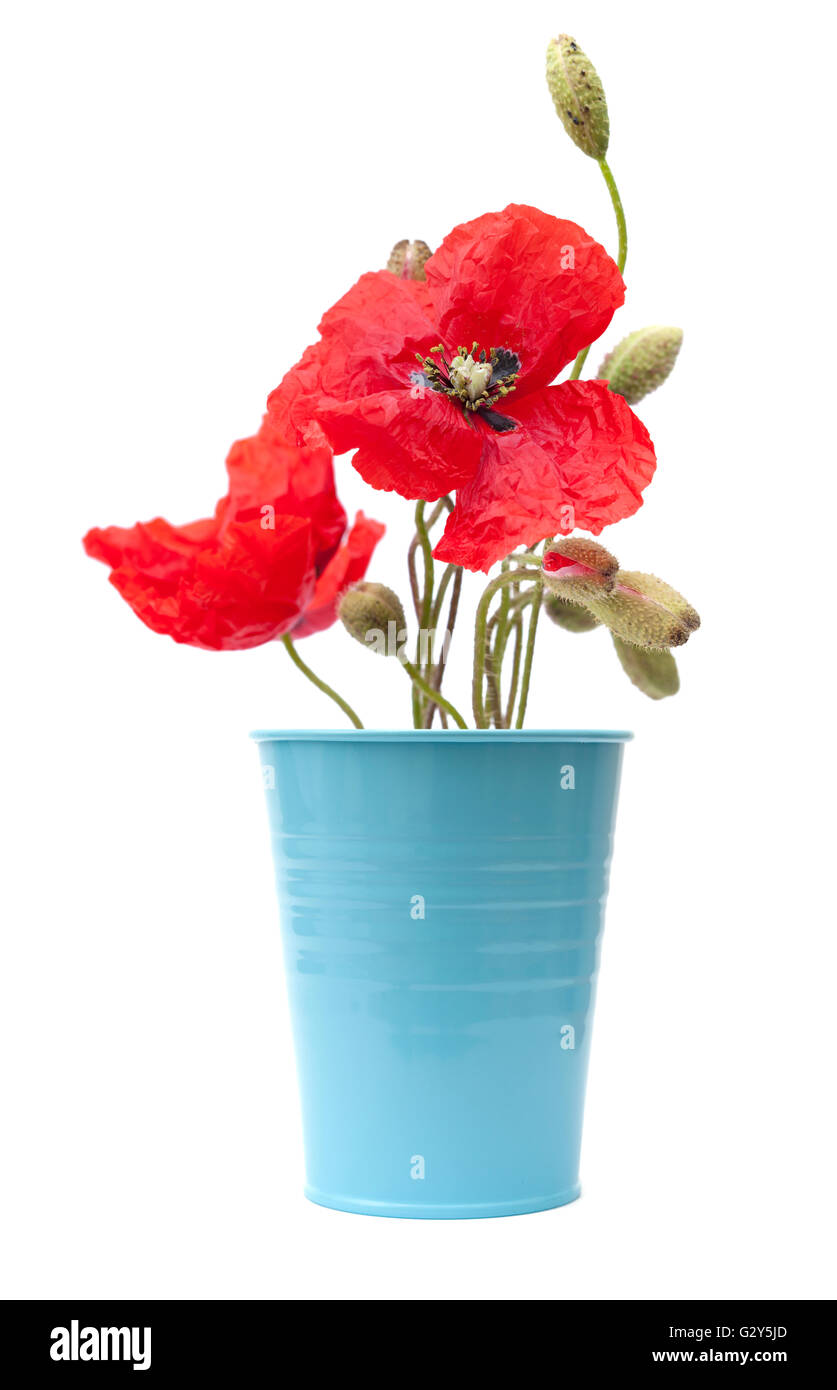 red poppy flowers isolated on white background Stock Photo - Alamy