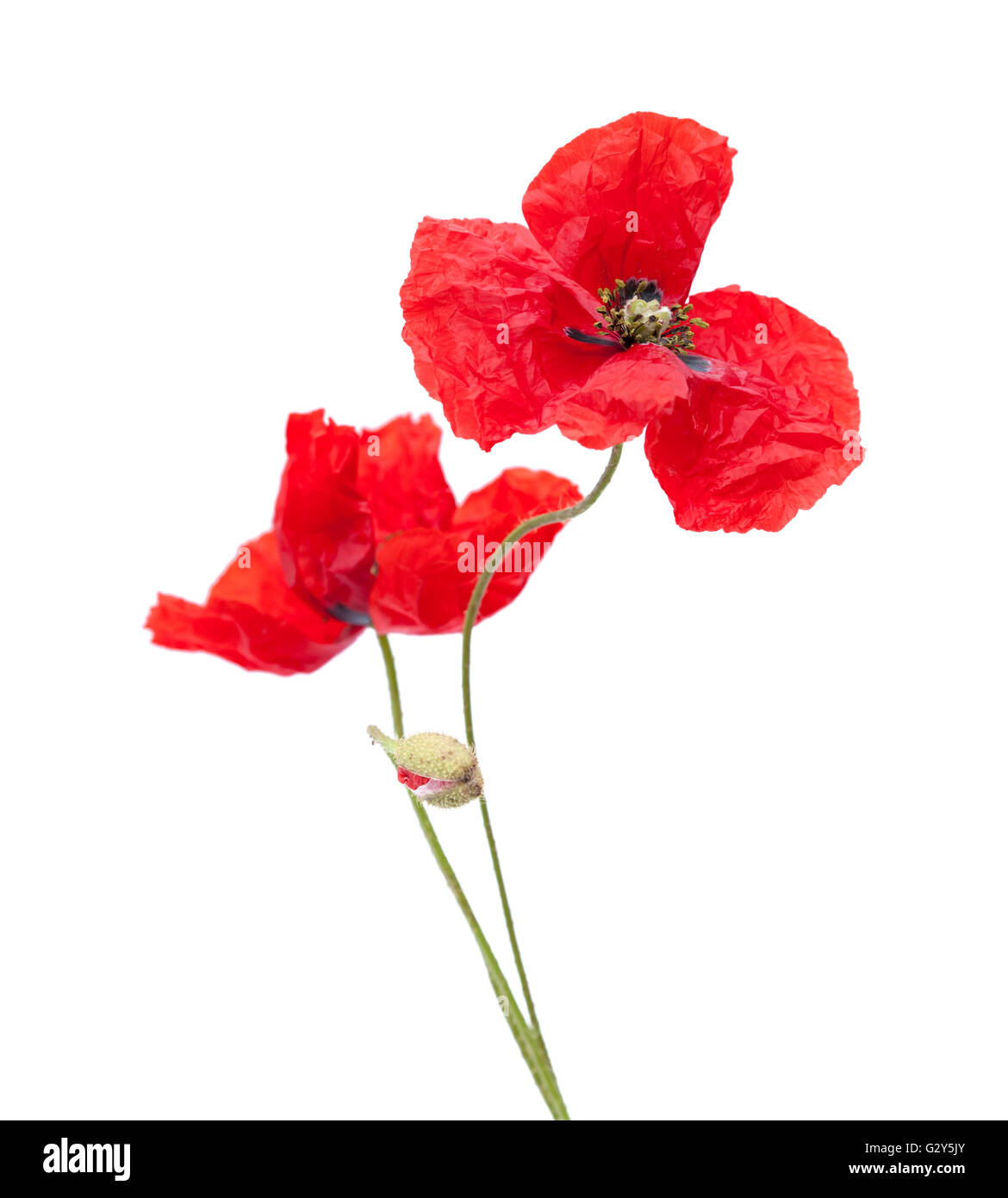 red poppy flowers isolated on white background Stock Photo - Alamy