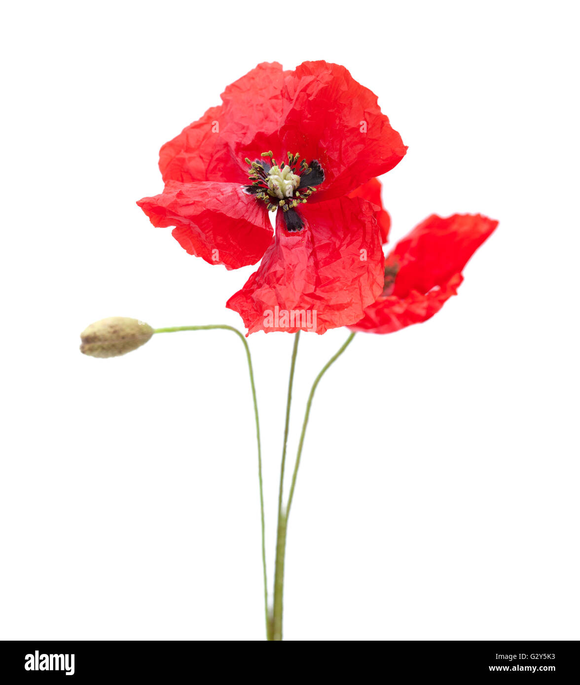 red poppy flowers isolated on white background Stock Photo - Alamy