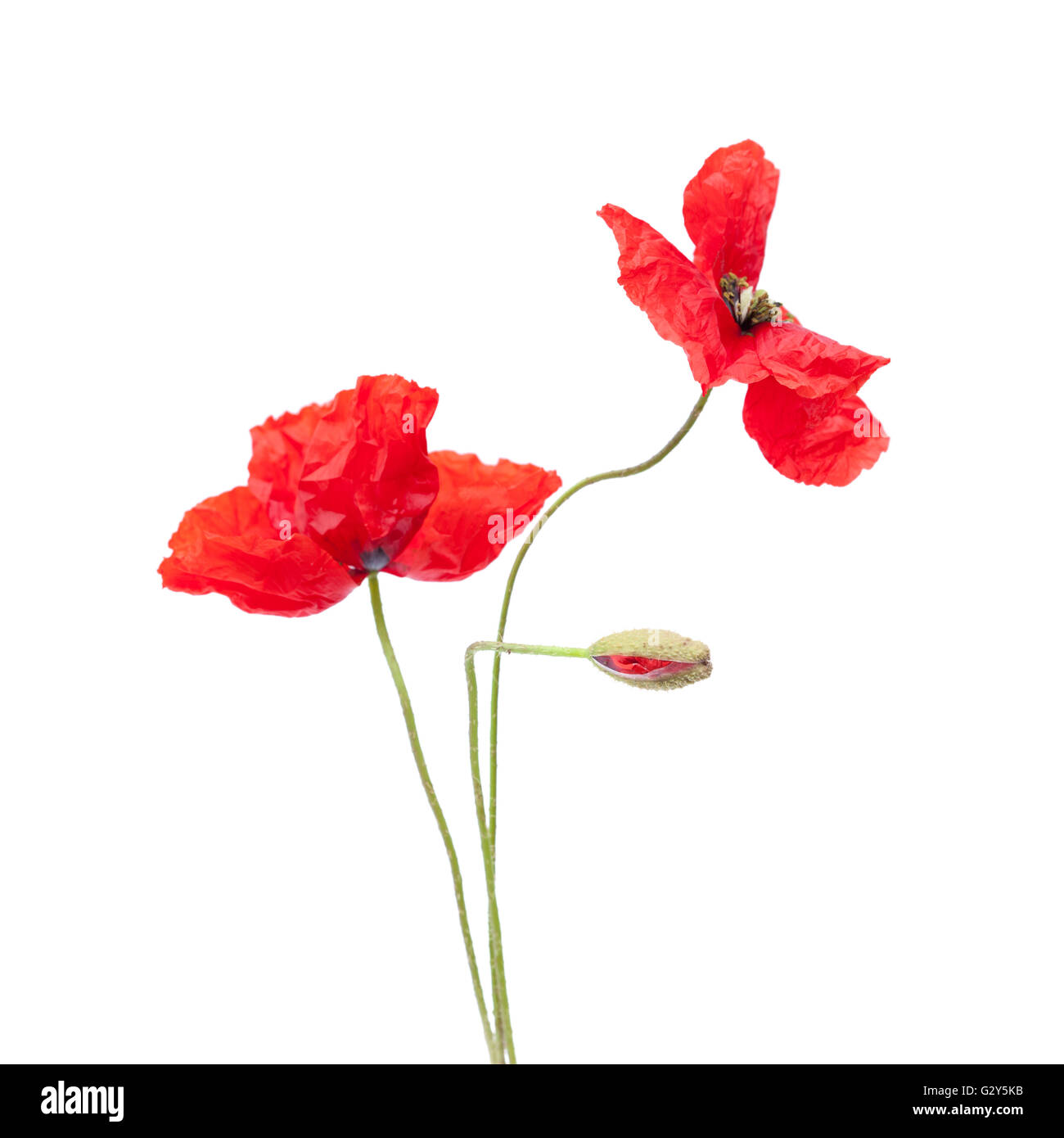 red poppy flowers isolated on white background Stock Photo - Alamy