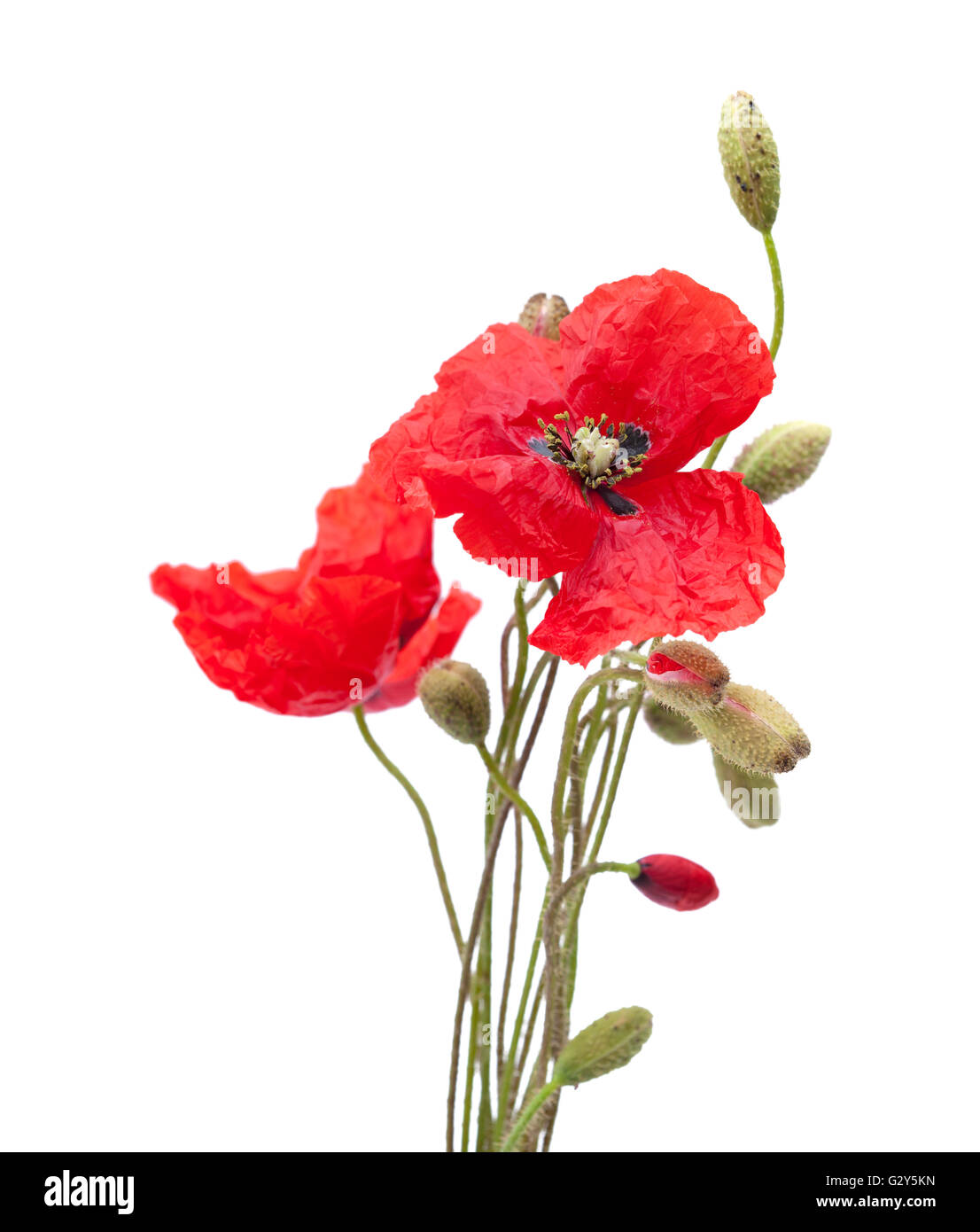 red poppy flowers isolated on white background Stock Photo - Alamy