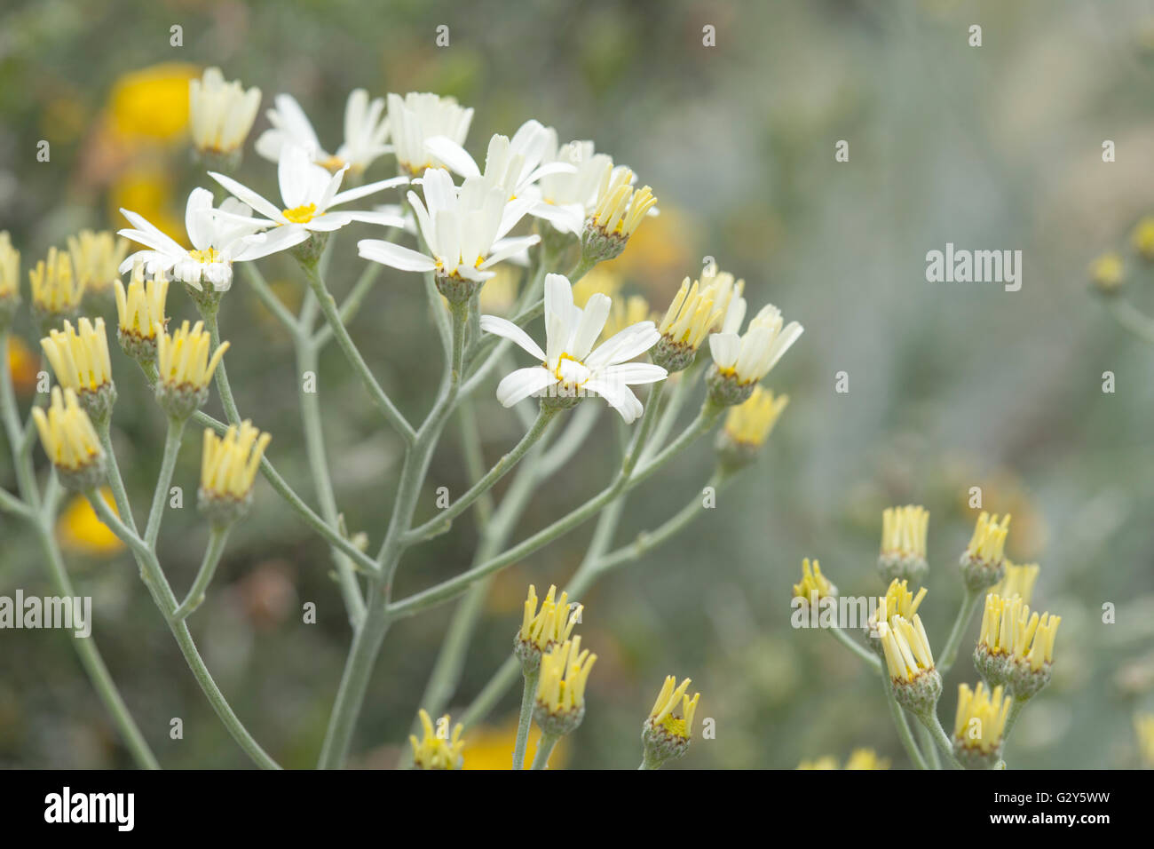 Flora of Gran Canaria - Tanacetum ptarmiciflorum, silver leaf plant, endemic to the islands and endangered, blooming starts Stock Photo