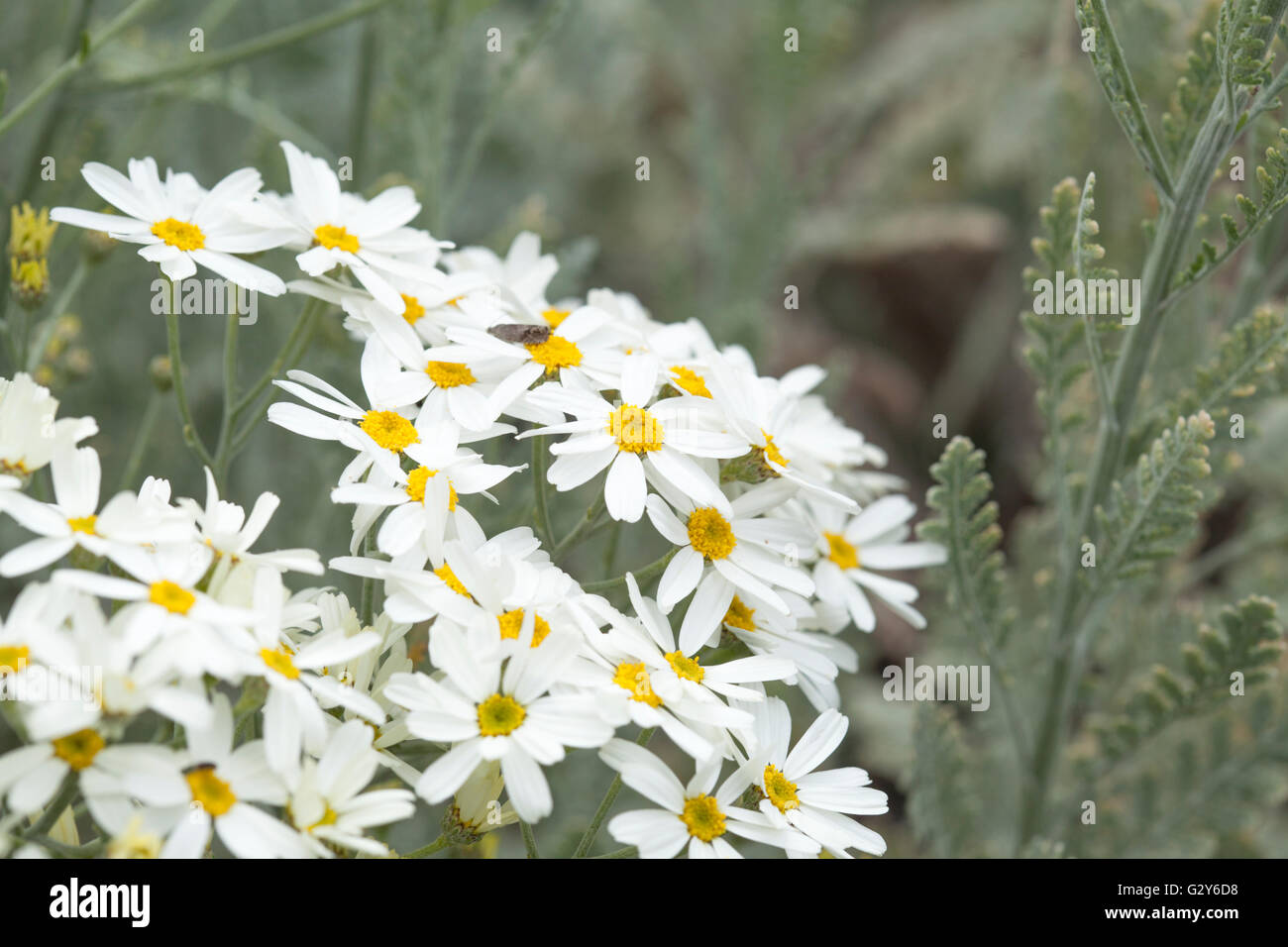 Flora of Gran Canaria - Tanacetum ptarmiciflorum, silver leaf plant, endemic to the islands and endangered, blooming starts Stock Photo