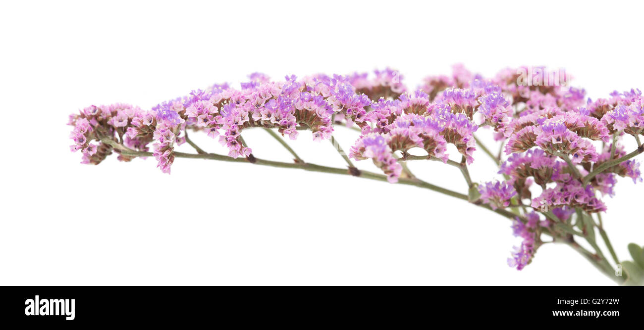 Flora of Gran Canaria - small papery lilac flowers of  Limonium pectinatum, endemic to Canary Islands,  isolated on white backgr Stock Photo