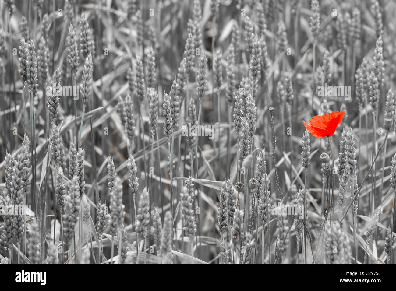 A red poppy in the middle of a wheat field Stock Photo - Alamy