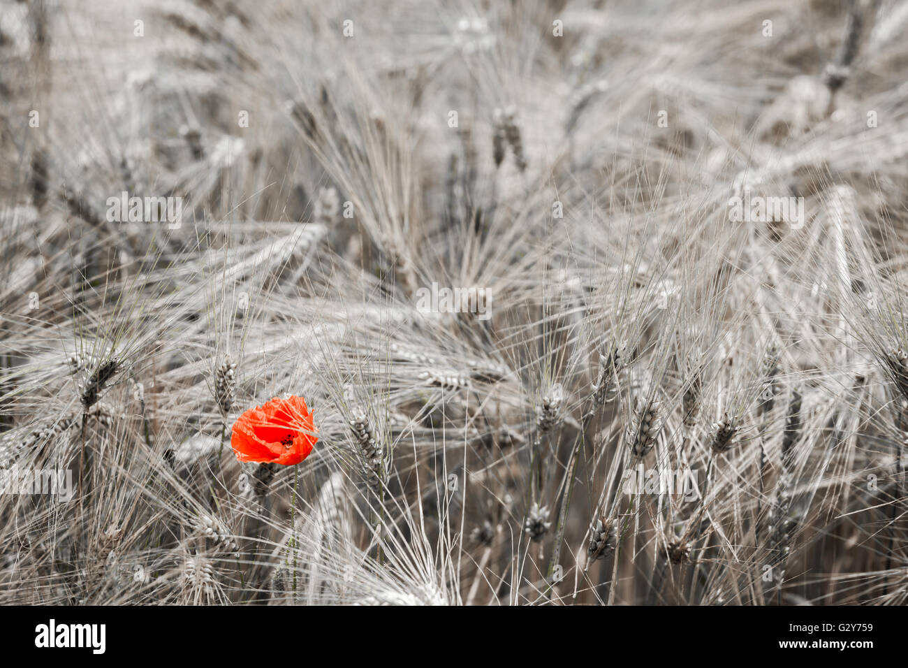 A red poppy in the middle of a wheat field Stock Photo - Alamy