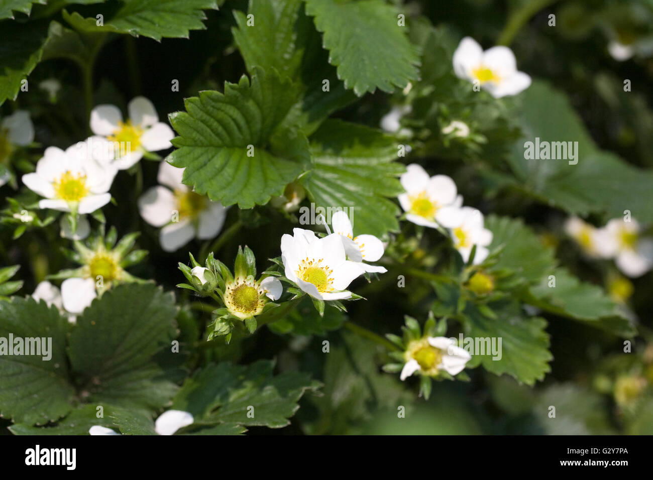 Fragaria × ananassa. Strawberry 'Alice' flowers. Stock Photo