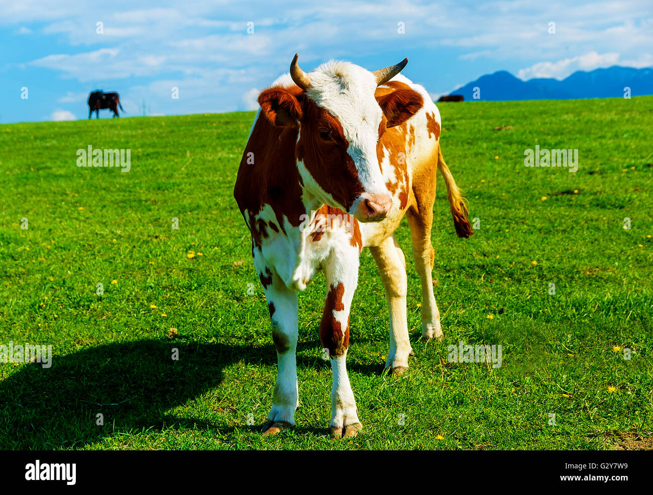 Cow grazing on a beautiful green meadow, with mountains in background ...