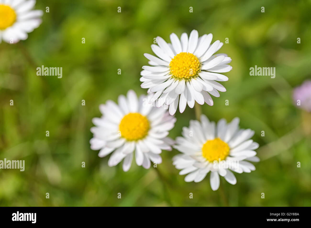 Macro shot of three white daisy flowers in a field of daisies Stock Photo