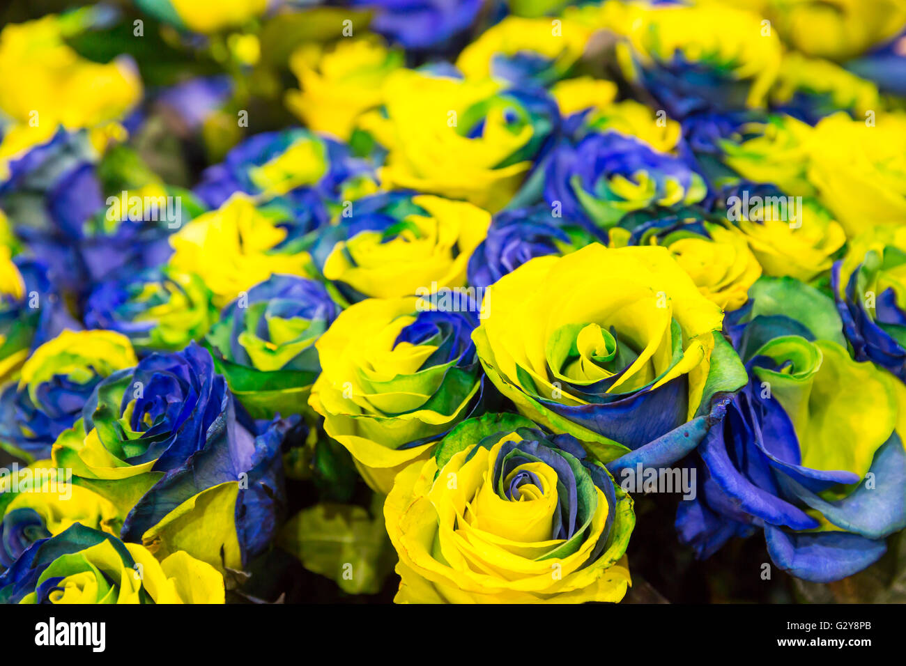 Blue and yellow roses Stock Photo Alamy