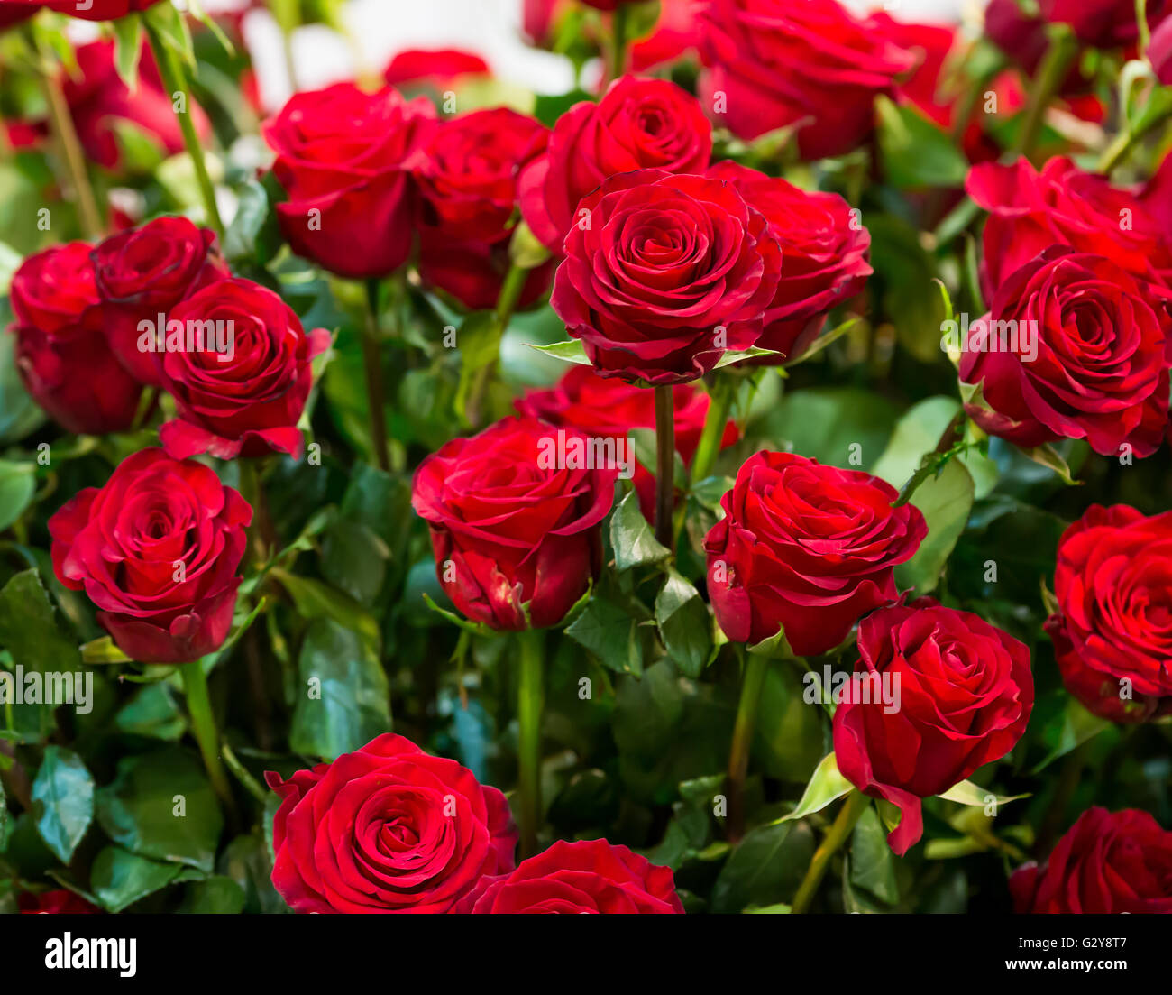 Bouquet of red roses Stock Photo - Alamy