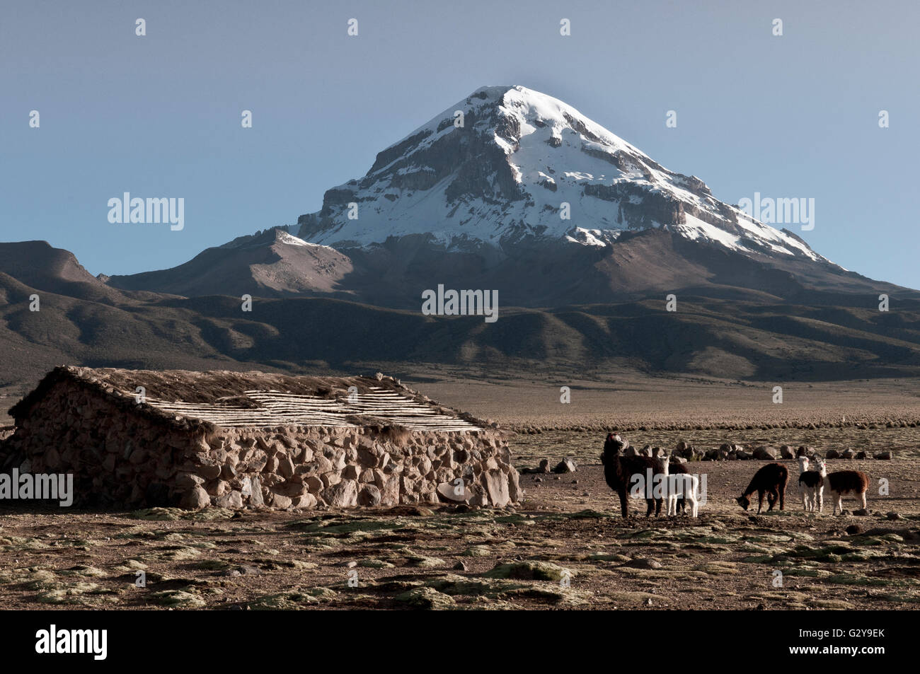 Sajama NP, Alpacas And Snow-Capped Volcano In The Background Stock Photo