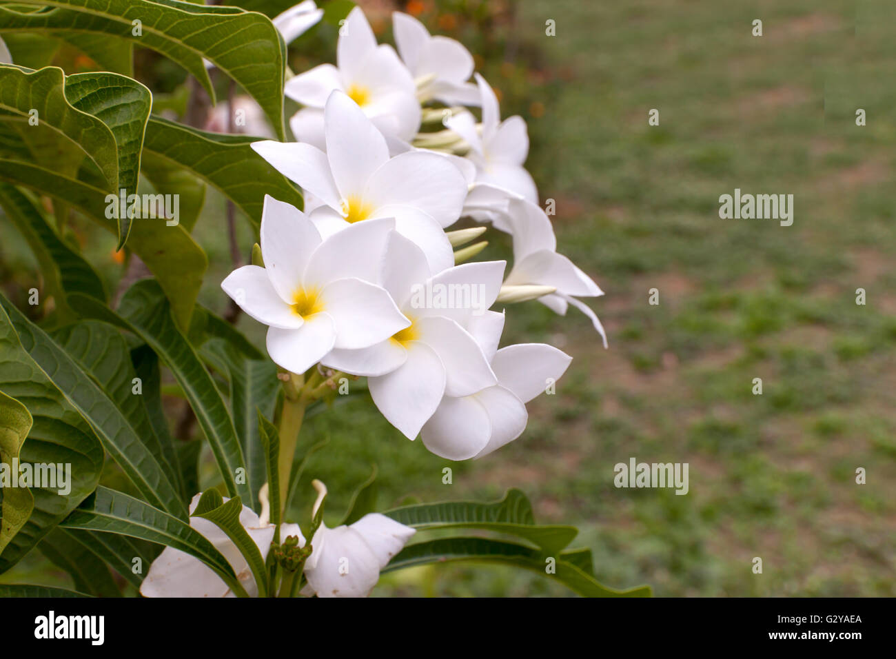 White Frangipani, Plumeria pudica or Bridal Bouquet in nature Stock Photo