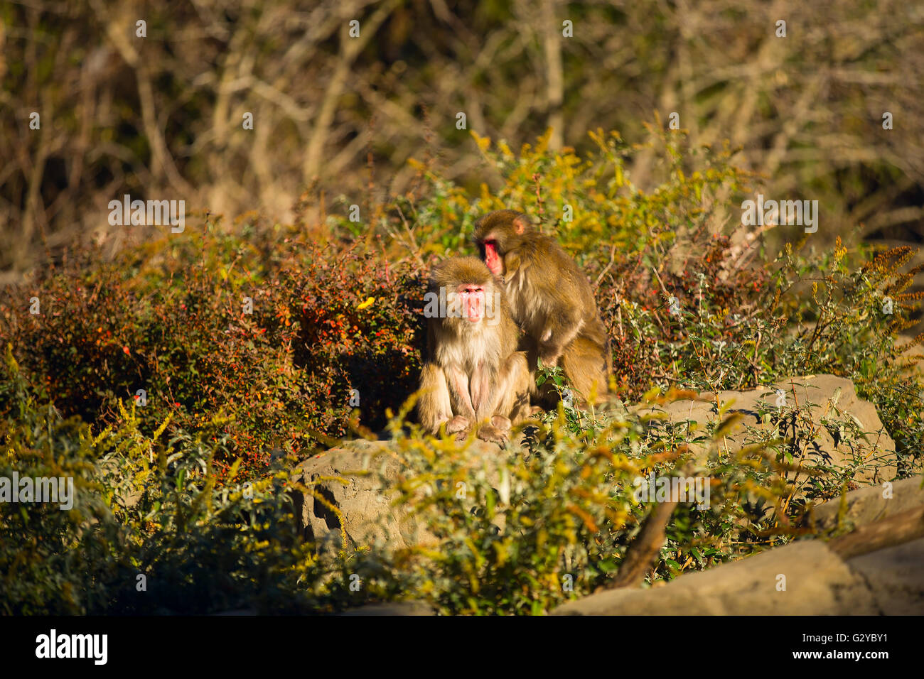 Monkey Using A Comb two monkeys combed each other's backs while sitting in the park Stock ...
