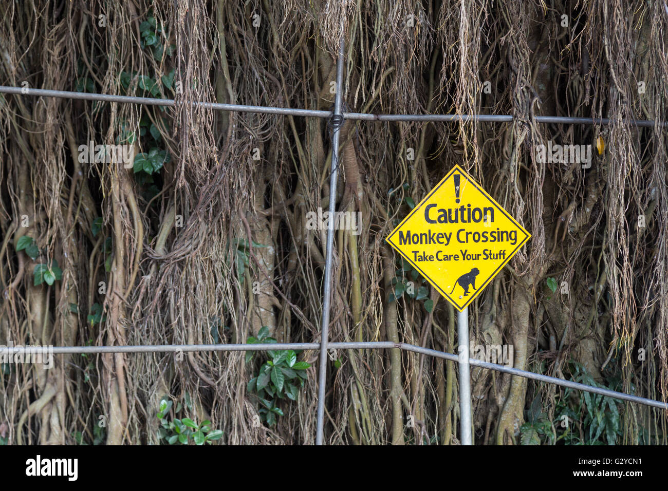 Monkeys crossing warning sign at the sacred monkey forest in Ubud, Bali, Indonesia Stock Photo